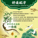 生活此刻金門量子一條根精油貼布-6片包出(現貨/第二批到貨)